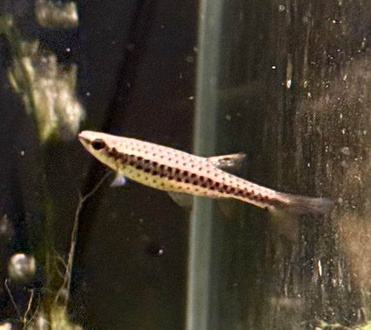 Fine Spot Splash Tetra