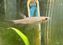 Fine Spot Splash Tetra