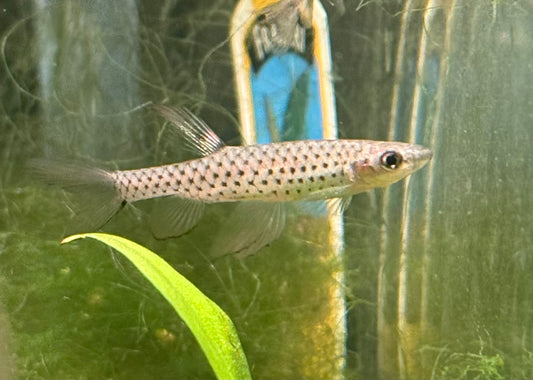 Fine Spot Splash Tetra
