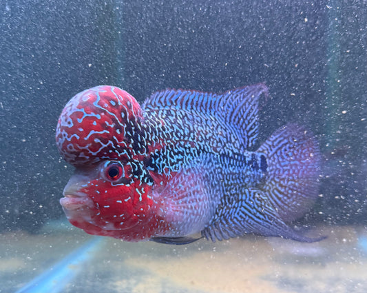 WYSIWYG Super Red Dragon Humphead Flowerhorn- Grade A 6"