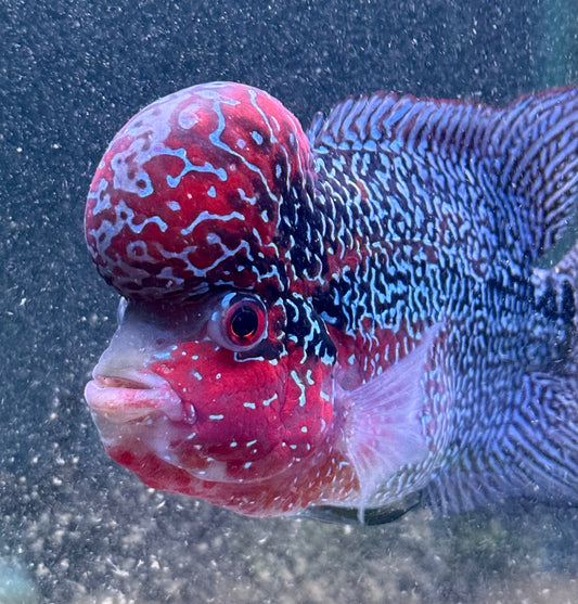 WYSIWYG Super Red Dragon Humphead Flowerhorn- Grade A 6"