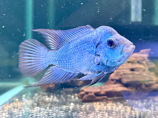 WYSIWYG Thai Silk Flowerhorn- 4"