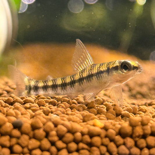Banded Darter Characin