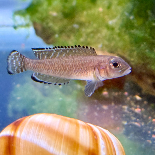 Ornate Shell Dweller