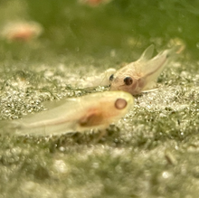 Albino Pygmy Cory