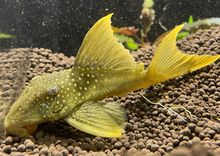 Full Spot Hifin Green Phantom Pleco Large-Wild Colombia