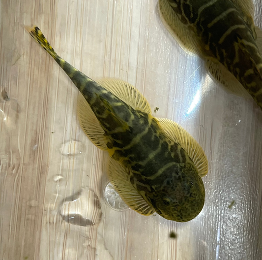 Yellowfin Hillstream Loach
