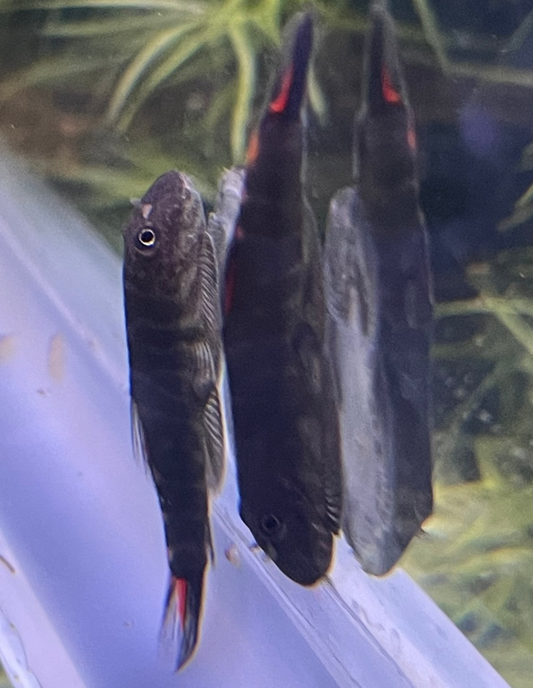 Bloody Mary Hillstream Loach
