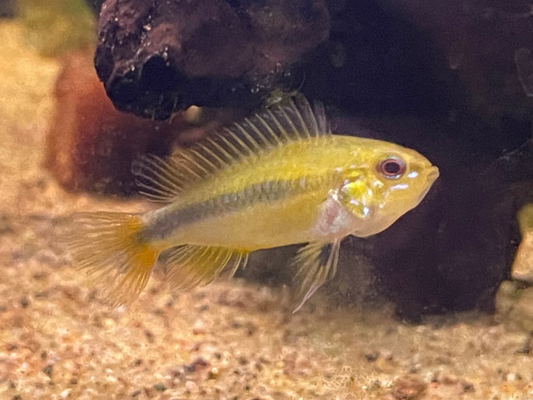 Apistogramma erythrura-"Rio Mamore"