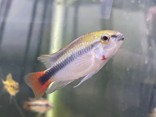 Apistogramma erythrura-"Rio Mamore"