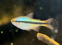 Imperial Lapis Tetra