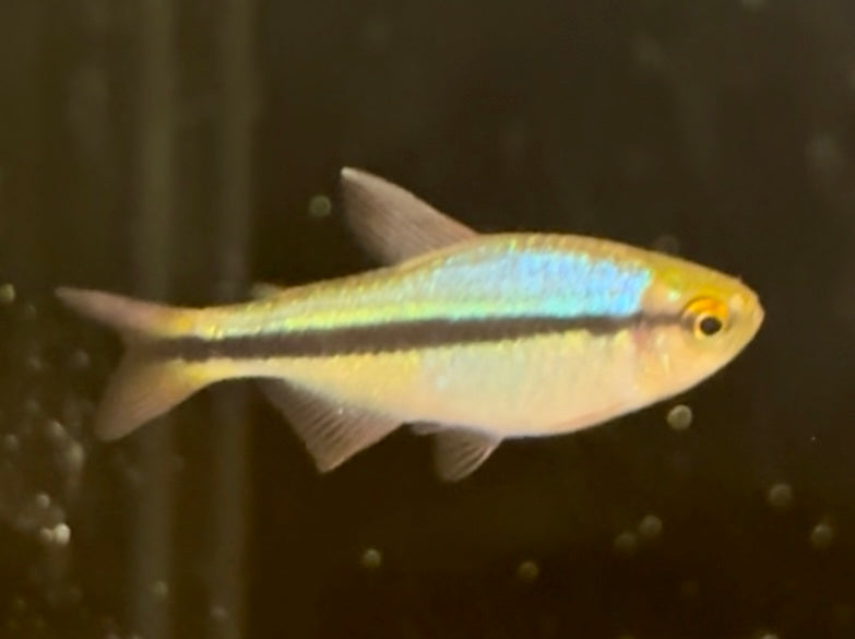 Imperial Lapis Tetra