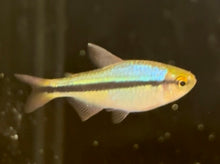 Imperial Lapis Tetra