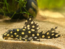 L201 Snowball Plecostomus-XL