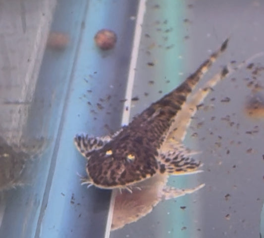 Tiger Face Whiptail