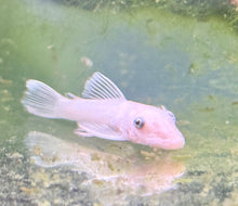 Snow White Bristlenose Pleco