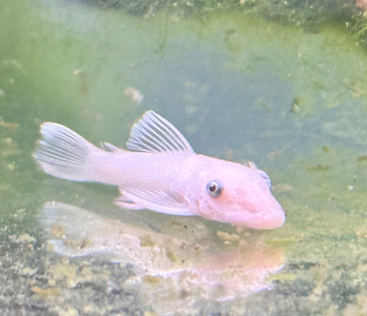 Snow White Bristlenose Pleco