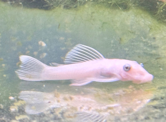 Snow White Bristlenose Pleco