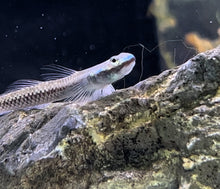 Blue Neon Goby