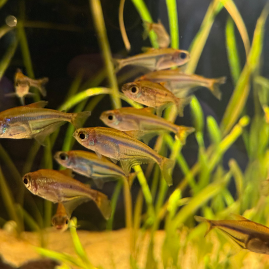Bleu Flash Glass Tetra