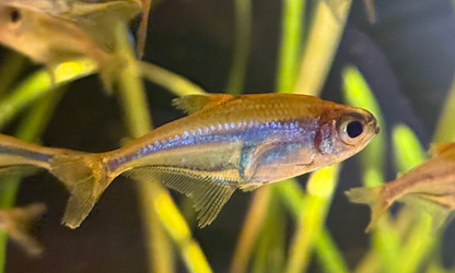 Blue Flash Glass Tetra