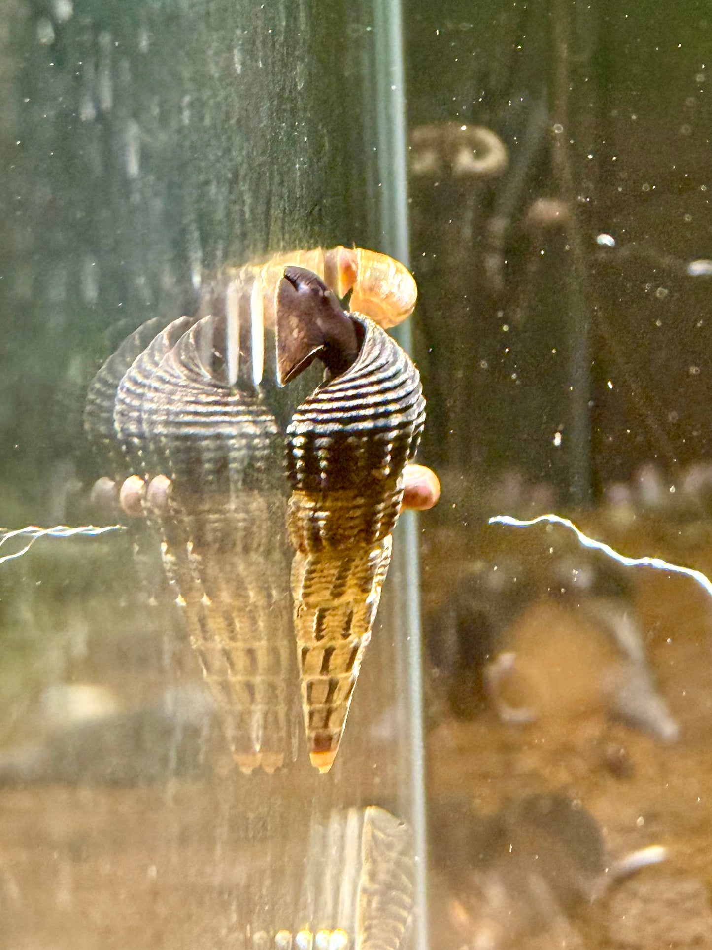 White Spotted Towuti Rabbit Snail