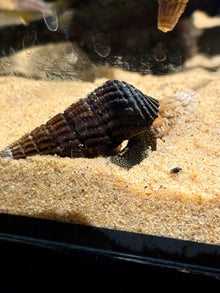 Yellow Spotted Rabbit Snail
