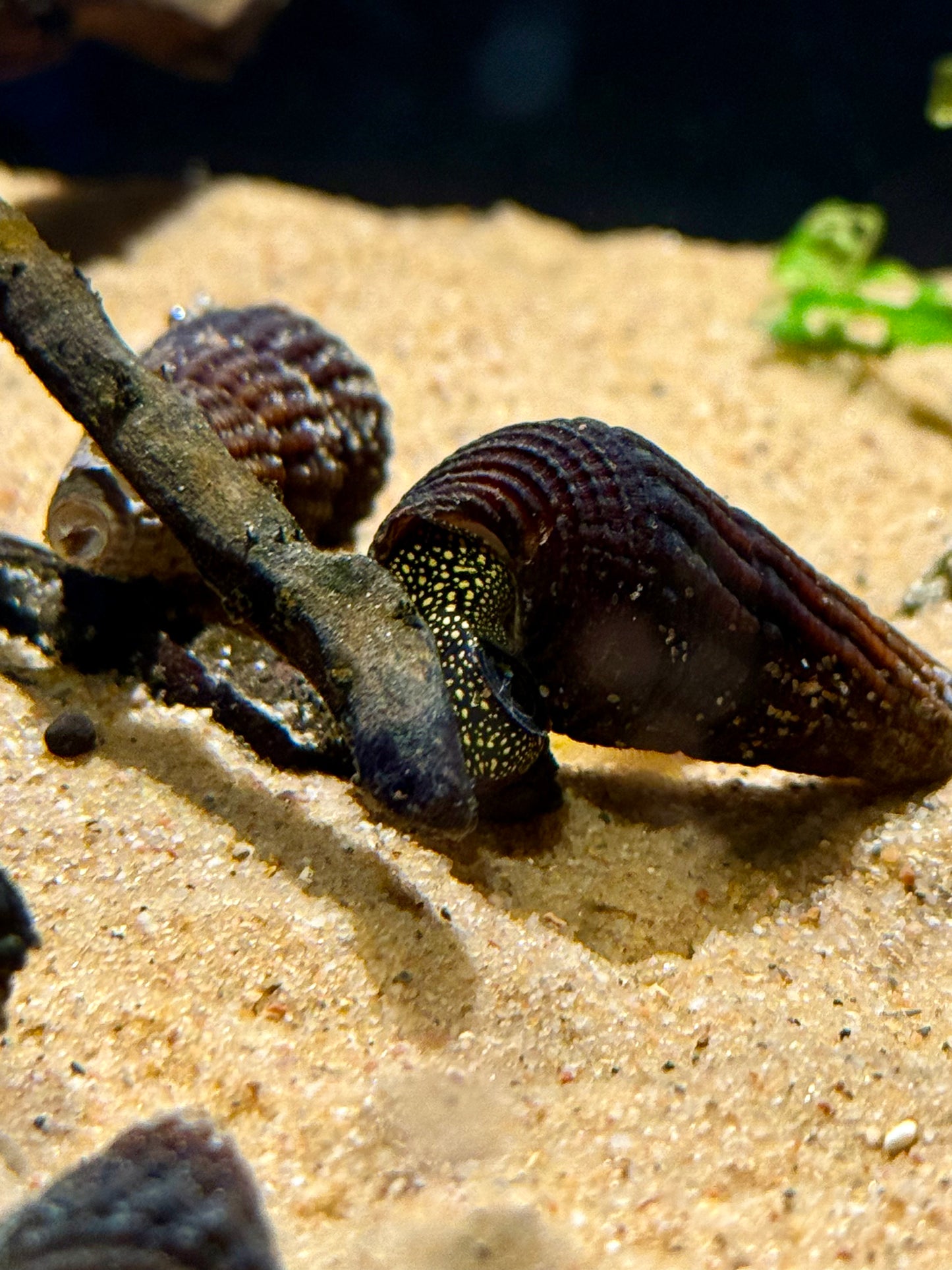 Yellow Spotted Rabbit Snail