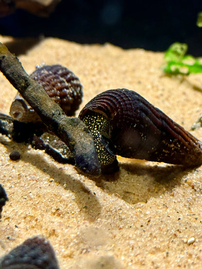Yellow Spotted Rabbit Snail