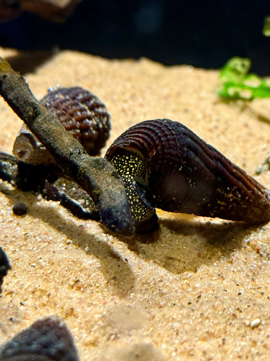 Yellow Spotted Rabbit Snail