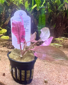 Cryptocoryne "Pink Flamingo'