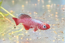 Nothobranchius Rubripinnis MALE