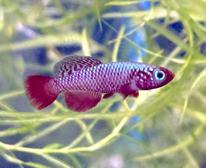 Nothobranchius Rubripinnis MALE