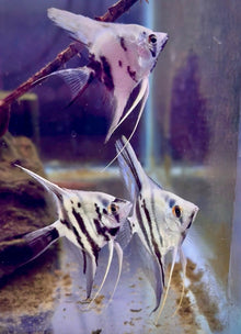 Blue Marble Angelfish-2.5-3"
