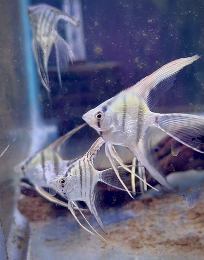 Blue Zebra Pearl Angelfish-2-2.5"