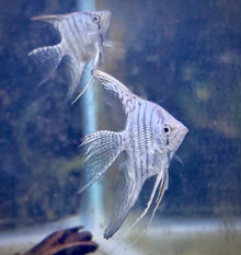 Blue Zebra Pearl Angelfish-2-2.5"