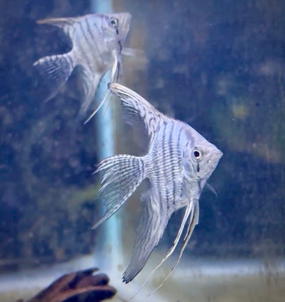 Blue Zebra Pearl Angelfish-2-2.5"