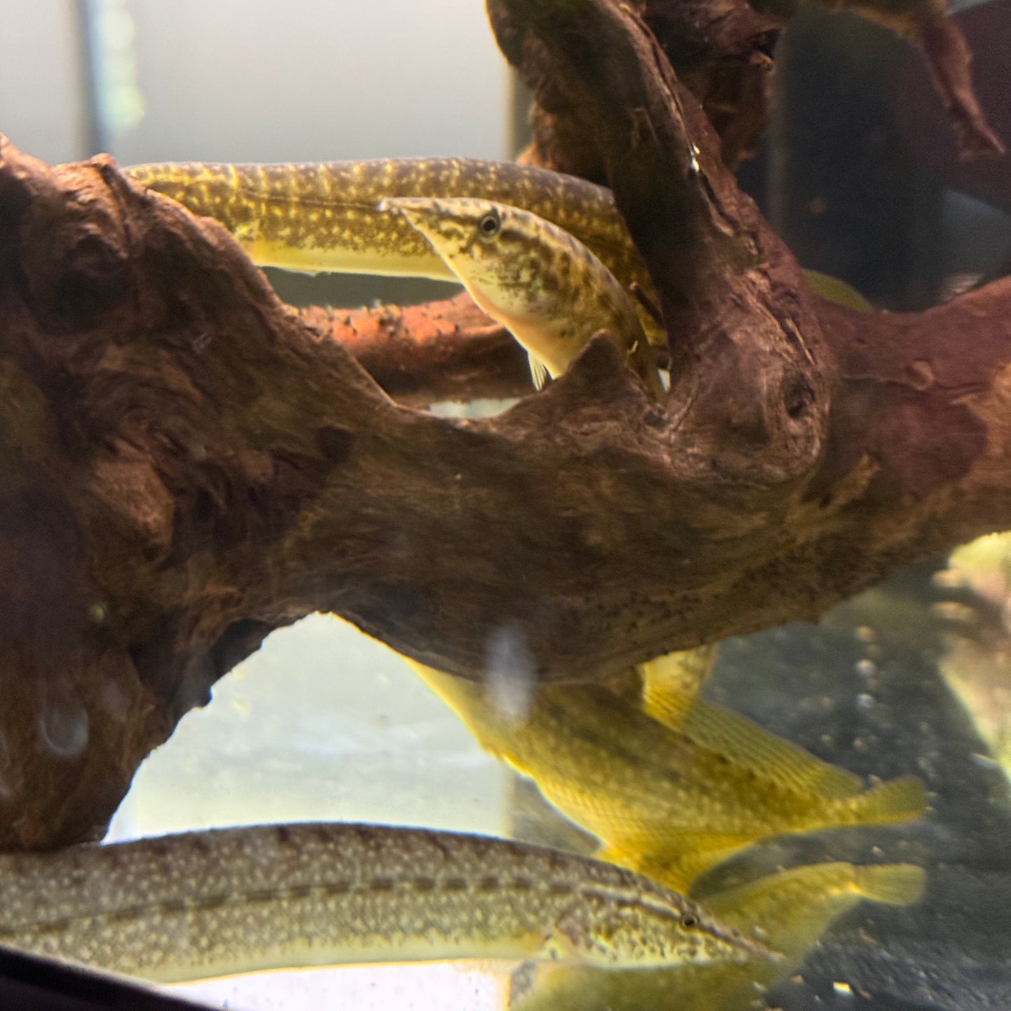 Dwarf Yellow Tail Spiny Eel 3.5-4.5"