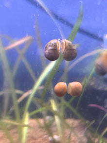 Pumpkin Nerite Snail