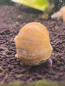 Ivory Mystery Snail