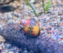 Red Racer Nerite