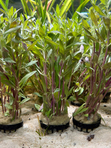 Limnophila Aromatica - Pot