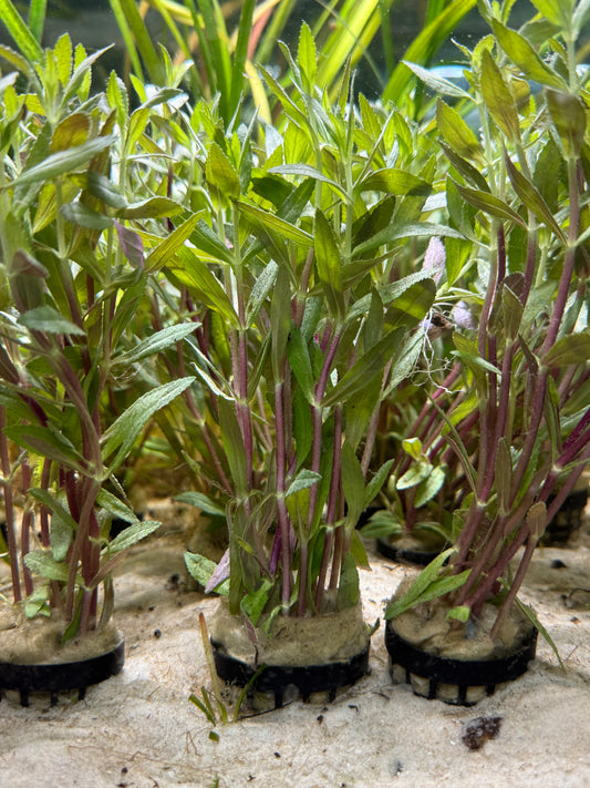 Limnophila aromatica-Pot
