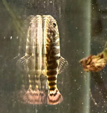 Pink Tail Borneo Sucker