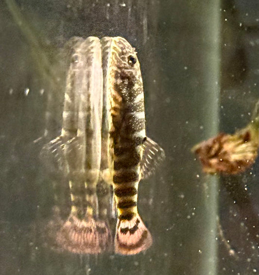 Pink Tail Borneo Sucker