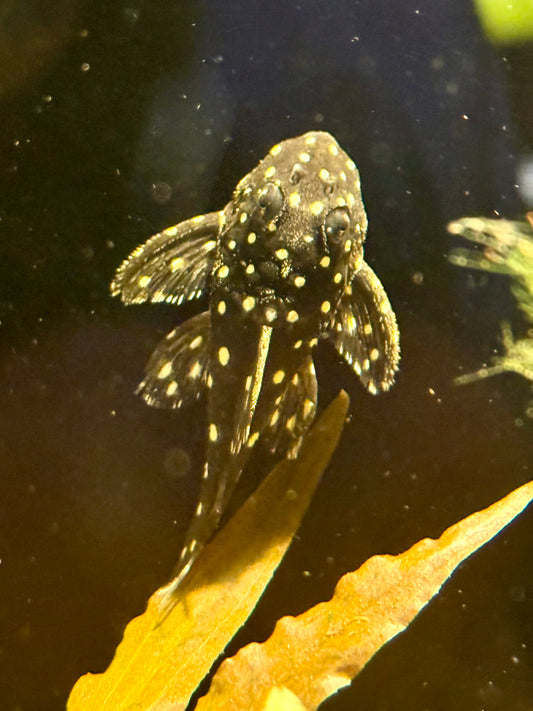 L-471 Mini Snowball Pleco-2-3"