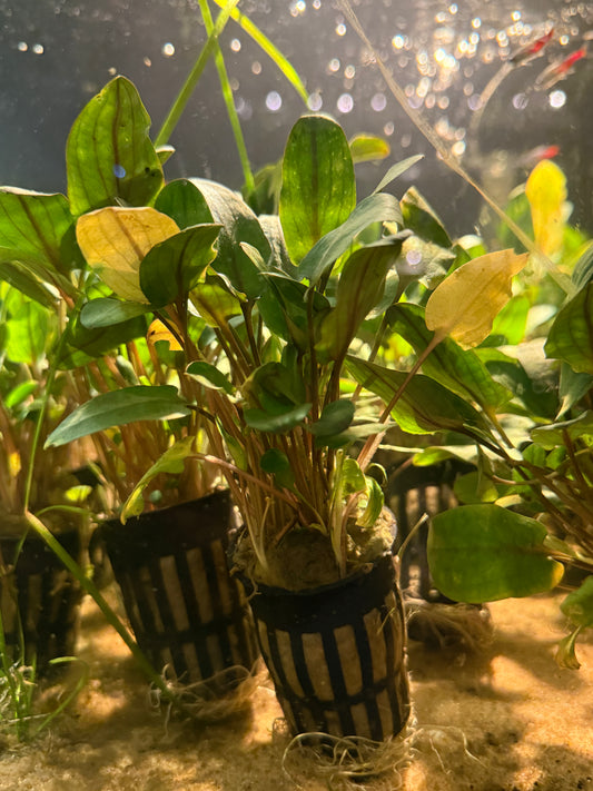 Aridarum caulescens- Pot