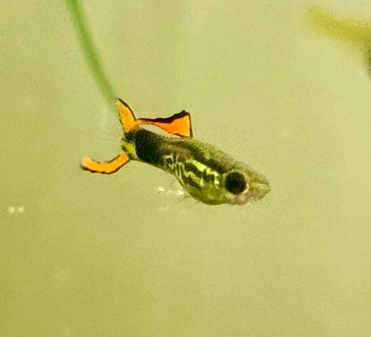 Compoma #48 Endler's Livebearer- Nu Aqua Bred!