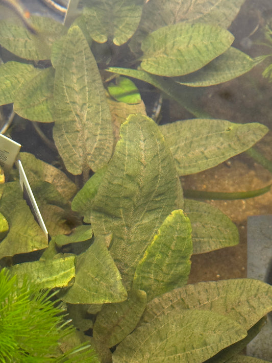 Cryptocoryne Wendtii Bronze
