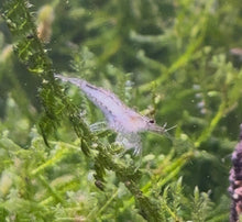 Australian Amano Shrimp
